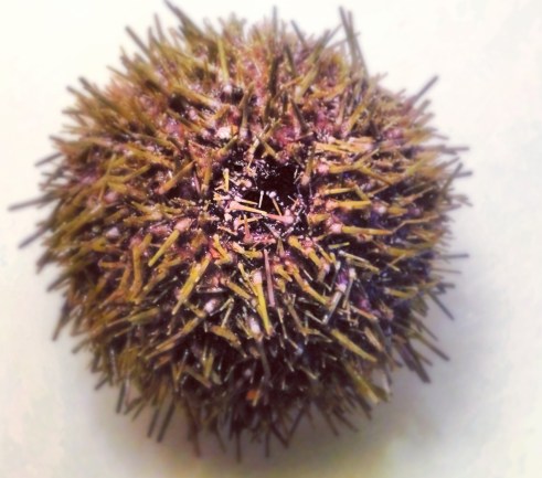 Beautiful whole sea urchin